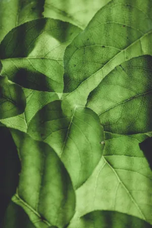 Green Leaves