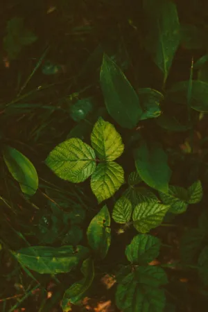 Green Leaves
