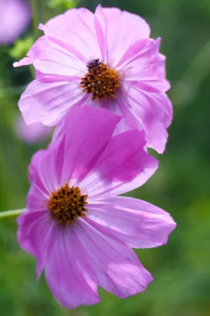 Pink Cosmos Flowers