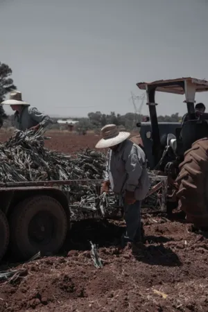 Farm Workers