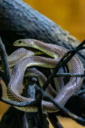 Snake On A Branch