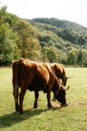 Cows In A Pasture