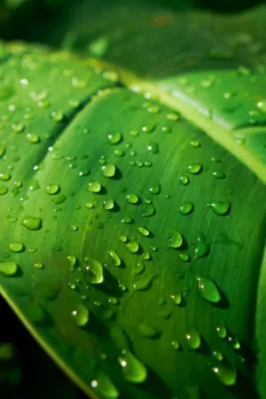 Glistening Green Leaves