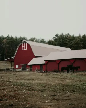 Red Barn With Horses