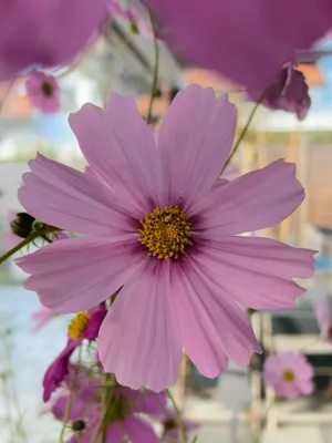 Purple Cosmos Flower