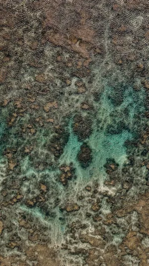 Underwater Landscape