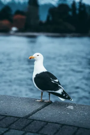 Seagull By The Water