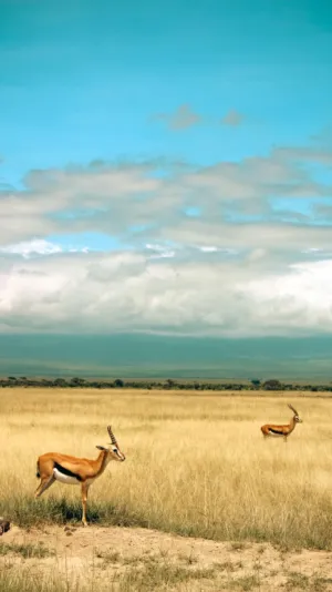 Gazelles In The Savannah