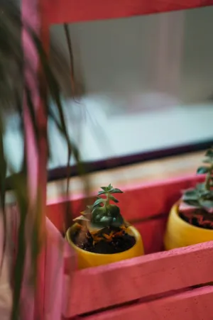 Miniature Succulent Plants In A Pink Planter
