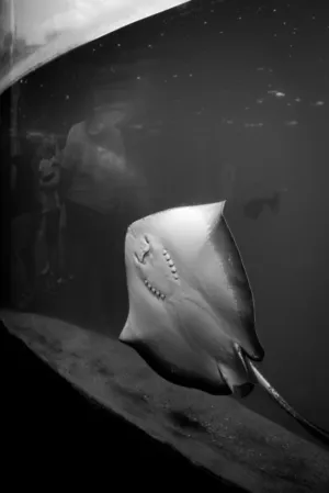 Ray In Aquarium
