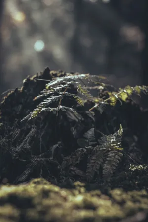 Ferns In The Forest