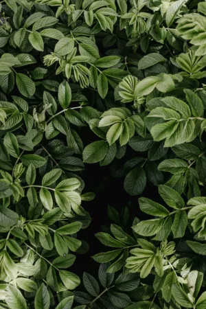 Green Leaves