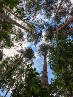 Tall Trees Against The Sky