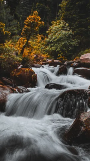 Forest Stream
