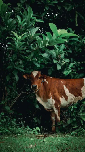 Cow In The Bushes