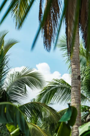 Palm Tree Canopy