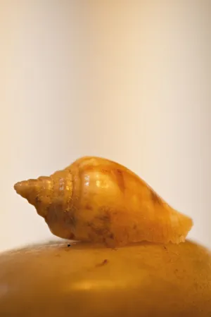 Sea Shell