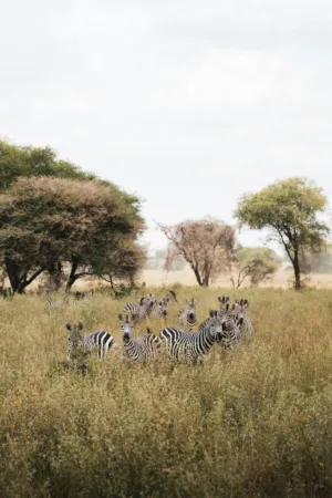 Zebras In The Wild