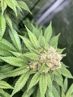 Cannabis Bud Close-Up