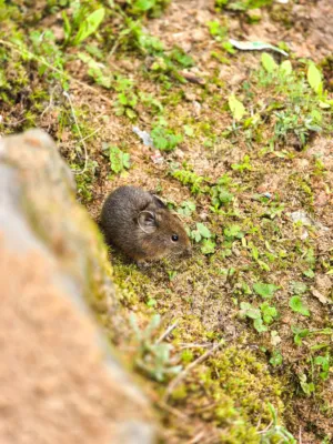 Meadow Vole