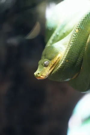 Green Python