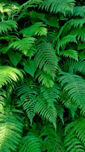 Green Ferns