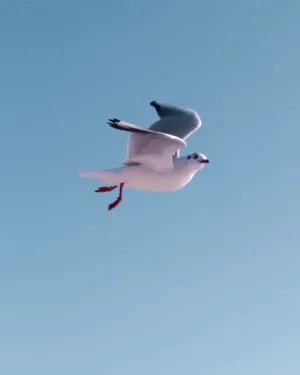 Seagull In Flight