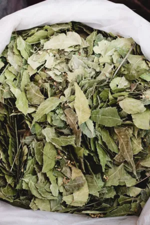 Dried Leaves