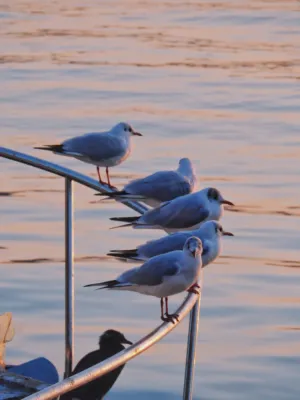 Gulls On A Rail