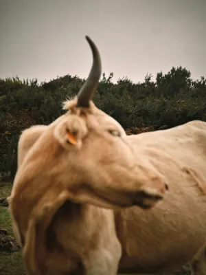 Bull In Pasture