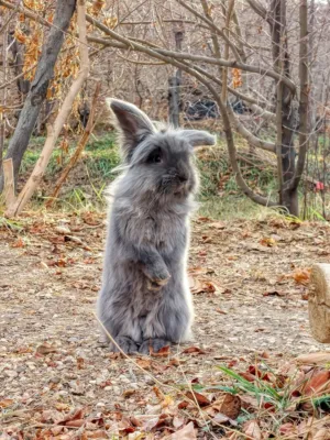 Gray Rabbit In The Woods