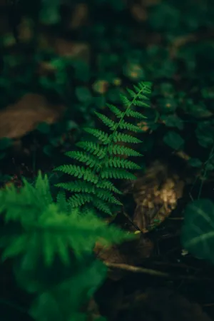 Fern In The Forest