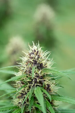 Cannabis Bud Close-Up