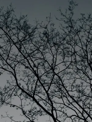 Twilight Tree Silhouette