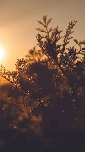 Sunset Silhouette