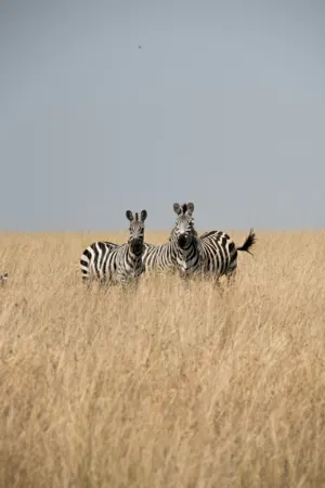 Zebras In The Savannah