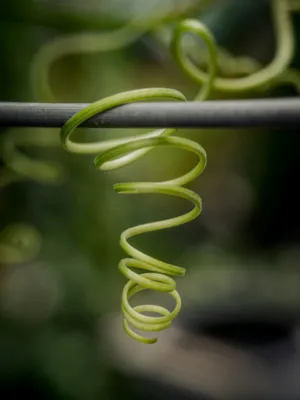 Spiral Vine