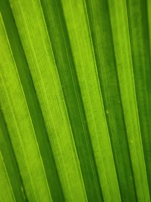Green Leaf Close-Up