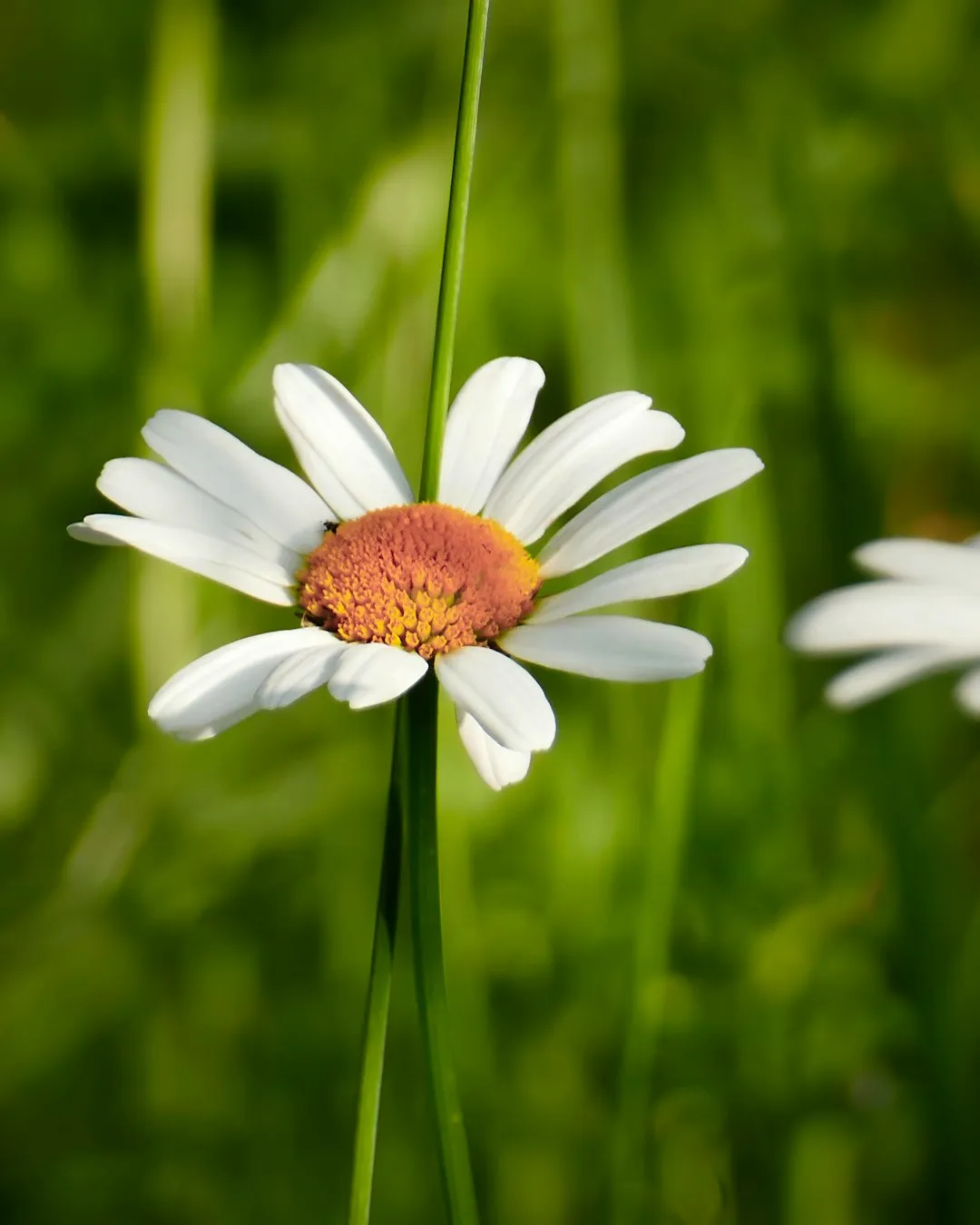 Daisy In The Sun