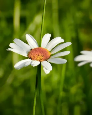Daisy In The Sun