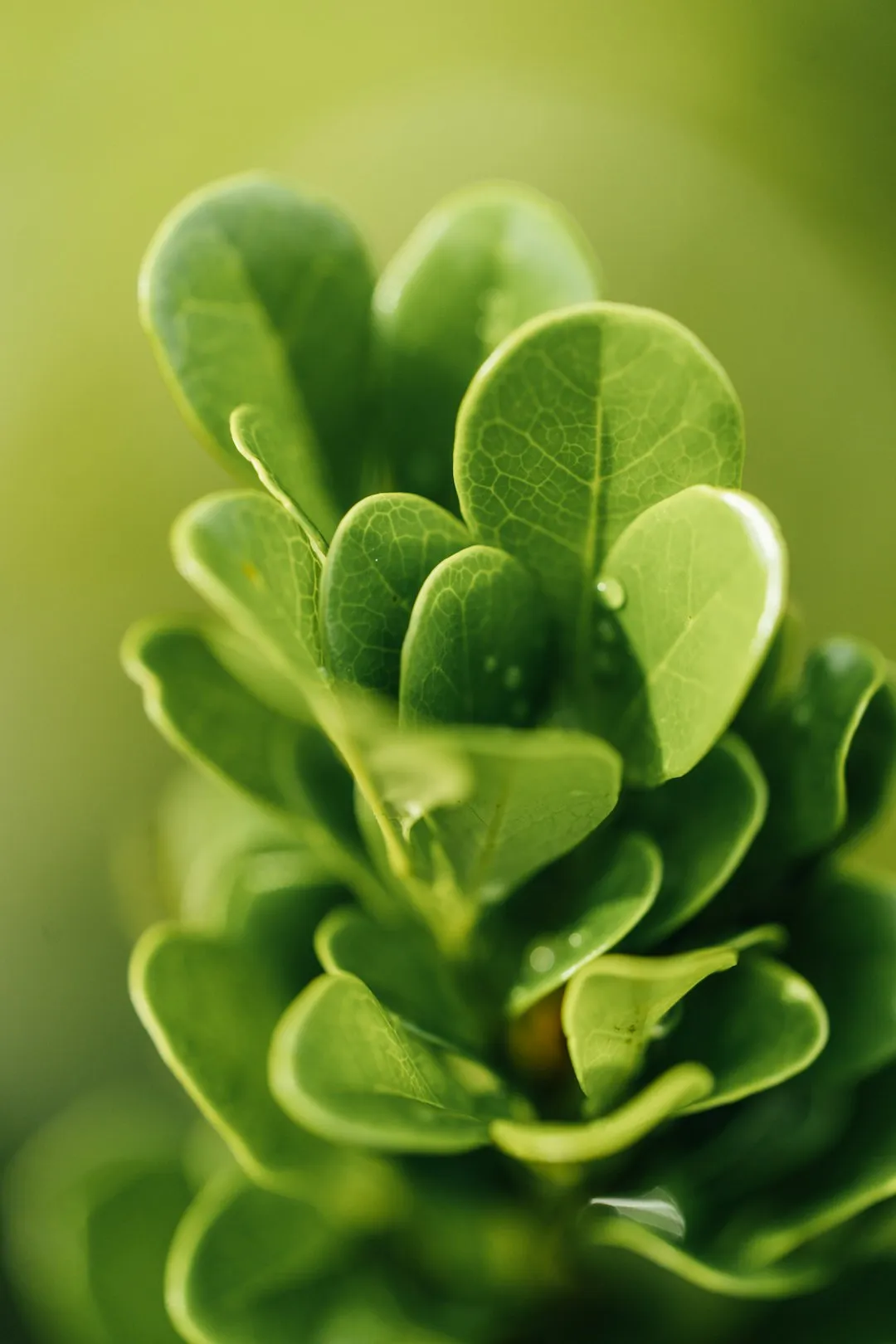 Green Leaves