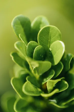 Green Leaves