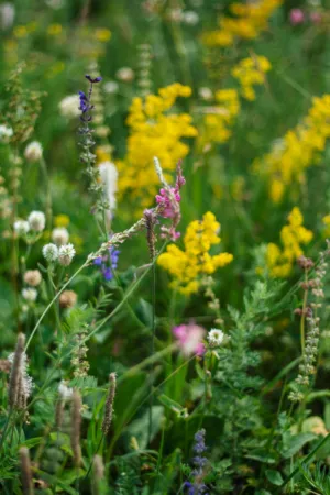 Wildflower Meadow