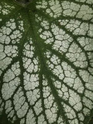 Green Leaf With White Spots