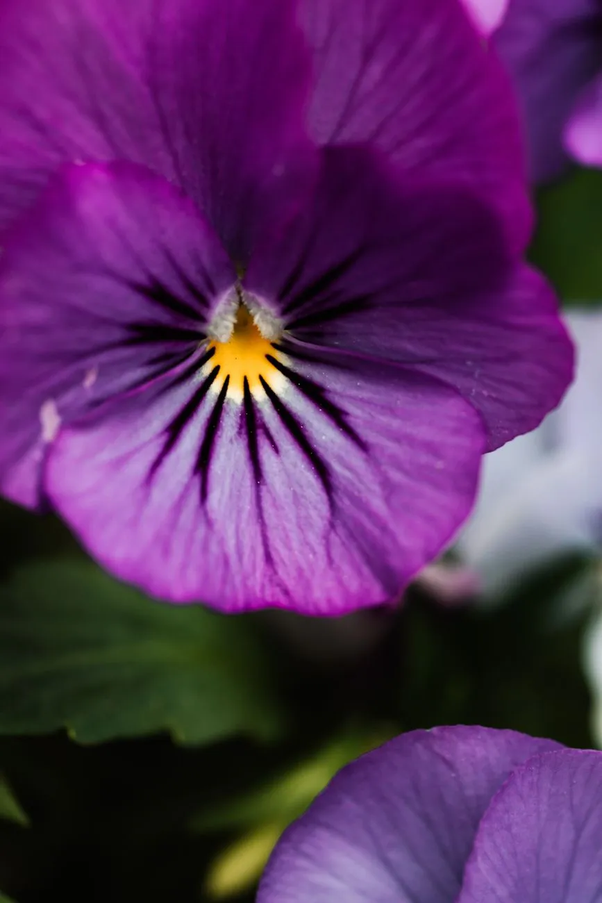 Purple Pansy