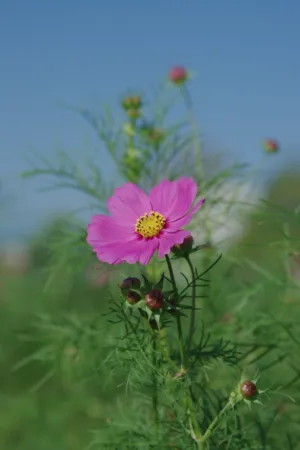 Pink Cosmos Flower