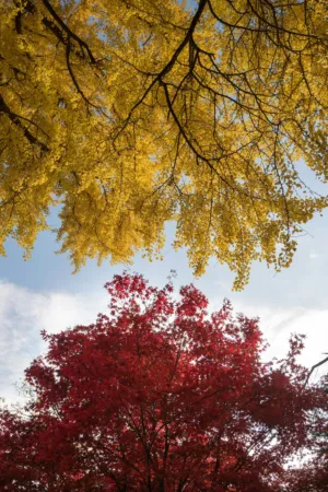 Autumnal Trees