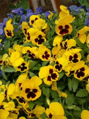 Yellow And Purple Pansies