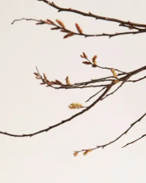 Bare Branches