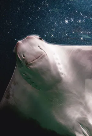 Underwater Starry Night